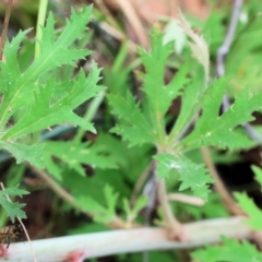 Trachymene composita var. composita at Pambula Beach, NSW - 22 Dec 2022