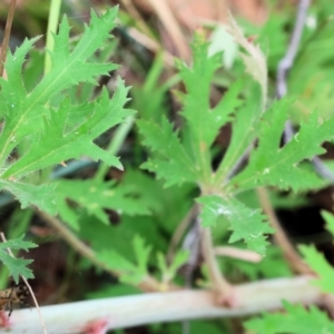 Trachymene composita var. composita at Pambula Beach, NSW - 22 Dec 2022