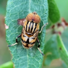 Eristalinus punctulatus (Golden Native Drone Fly) at Ben Boyd National Park - 22 Dec 2022 by KylieWaldon