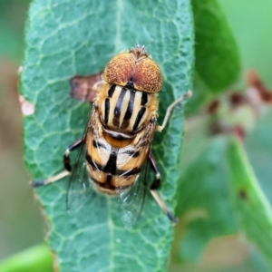 Eristalinus punctulatus at Pambula Beach, NSW - 22 Dec 2022 11:07 AM