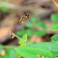 Eristalinus punctulatus at Pambula Beach, NSW - 22 Dec 2022