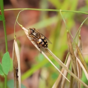 Eristalinus punctulatus at Pambula Beach, NSW - 22 Dec 2022