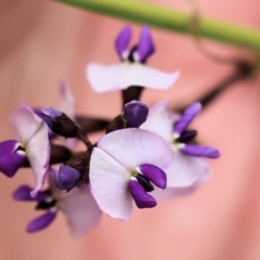 Glycine sp. at Ben Boyd National Park - 21 Dec 2022 by KylieWaldon