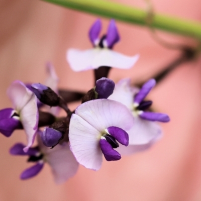 Glycine sp. at Ben Boyd National Park - 22 Dec 2022 by KylieWaldon