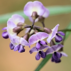 Glycine sp. at Pambula Beach, NSW - 22 Dec 2022