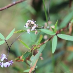 Glycine sp. at Pambula Beach, NSW - 22 Dec 2022 10:51 AM