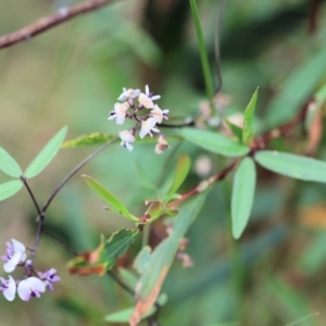 Glycine sp. at Pambula Beach, NSW - 22 Dec 2022