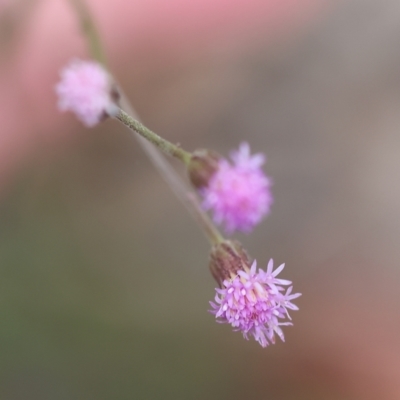 Cyanthillium cinereum (Purple Fleabane) at Pambula Beach, NSW - 22 Dec 2022 by KylieWaldon