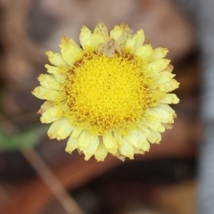 Coronidium scorpioides at Pambula Beach, NSW - 22 Dec 2022