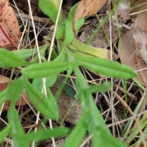 Coronidium scorpioides at Pambula Beach, NSW - 22 Dec 2022