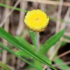 Coronidium scorpioides at Pambula Beach, NSW - 22 Dec 2022