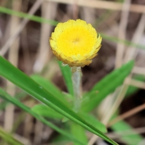 Coronidium scorpioides at Pambula Beach, NSW - 22 Dec 2022