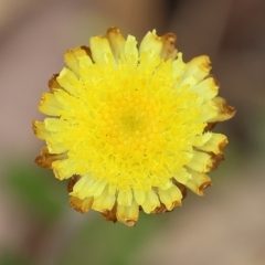 Coronidium scorpioides at Pambula Beach, NSW - 22 Dec 2022