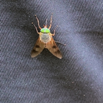 Unidentified March or Horse fly (Tabanidae) at Ben Boyd National Park - 22 Dec 2022 by KylieWaldon