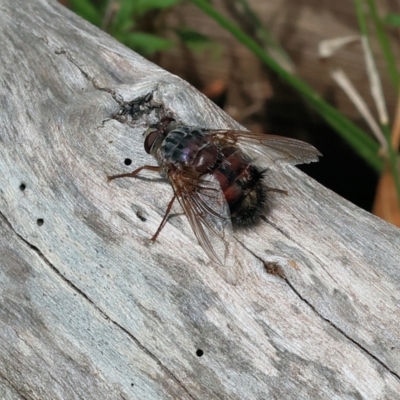 Tachinidae (family) (Unidentified Bristle fly) at Pambula Beach, NSW - 22 Dec 2022 by KylieWaldon