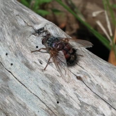 Unidentified March or Horse fly (Tabanidae) at Pambula Beach, NSW - 22 Dec 2022 by KylieWaldon