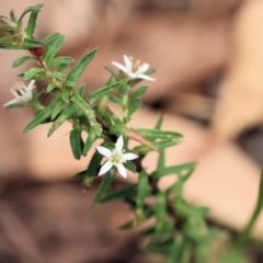 Rhytidosporum procumbens (White Marianth) at Pambula Beach, NSW - 22 Dec 2022 by KylieWaldon