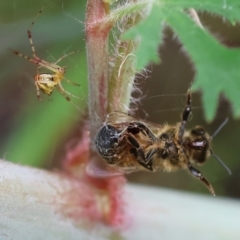 Unidentified Spider (Araneae) at Ben Boyd National Park - 22 Dec 2022 by KylieWaldon