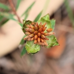 Pimelea sp. (Rice Flower) at Ben Boyd National Park - 22 Dec 2022 by KylieWaldon