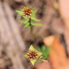 Pimelea sp. at Pambula Beach, NSW - 22 Dec 2022 11:19 AM