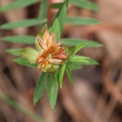 Pimelea sp. at Pambula Beach, NSW - 22 Dec 2022