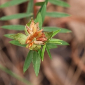 Pimelea sp. at Pambula Beach, NSW - 22 Dec 2022 11:19 AM