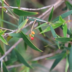 Leucopogon affinis (Lance Beard-heath) at Ben Boyd National Park - 21 Dec 2022 by KylieWaldon