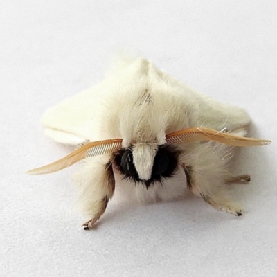 Trichiocercus sparshalli (Sparshall's Moth) at Crooked Corner, NSW - 22 Dec 2022 by Milly