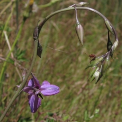 Arthropodium fimbriatum (Nodding Chocolate Lily) at The Pinnacle - 9 Dec 2022 by pinnaCLE