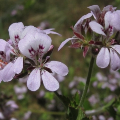 Pelargonium australe (Austral Stork's-bill) at Hawker, ACT - 20 Dec 2022 by pinnaCLE