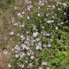 Pelargonium australe at Hawker, ACT - 20 Dec 2022