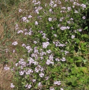 Pelargonium australe at Hawker, ACT - 20 Dec 2022