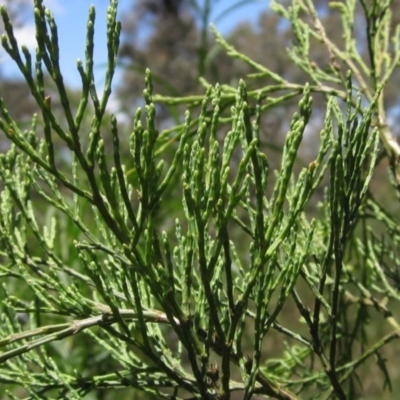 Callitris endlicheri (Black Cypress Pine) at Hawker, ACT - 20 Dec 2022 by pinnaCLE