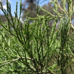 Callitris endlicheri (Black Cypress Pine) at Hawker, ACT - 20 Dec 2022 by pinnaCLE