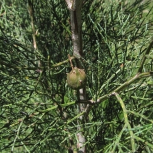 Callitris endlicheri at Hawker, ACT - 20 Dec 2022