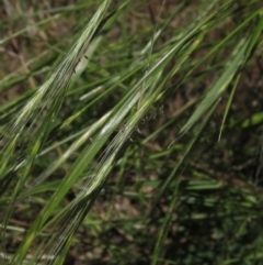 Anthosachne scabra (Common Wheat-grass) at Hawker, ACT - 20 Dec 2022 by pinnaCLE