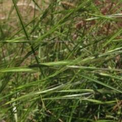 Anthosachne scabra at Hawker, ACT - 20 Dec 2022