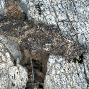 Cebysa leucotelus at Ainslie, ACT - 21 Dec 2022