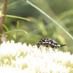 Mordella dumbrelli (Dumbrell's Pintail Beetle) at O'Connor, ACT - 18 Dec 2022 by ConBoekel