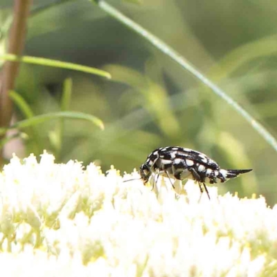 Mordella dumbrelli (Dumbrell's Pintail Beetle) at Dryandra St Woodland - 18 Dec 2022 by ConBoekel