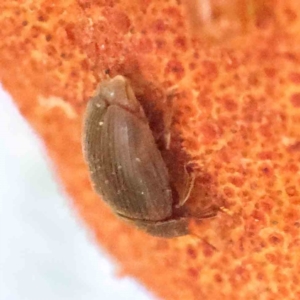 Nitidulidae sp. (family) at O'Connor, ACT - 18 Dec 2022