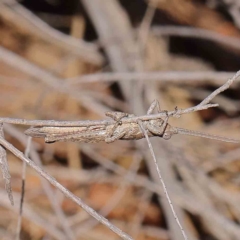 Coryphistes ruricola (Bark-mimicking Grasshopper) at Dryandra St Woodland - 18 Dec 2022 by ConBoekel