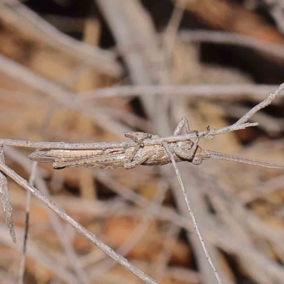 Coryphistes ruricola (Bark-mimicking Grasshopper) at Dryandra St Woodland - 18 Dec 2022 by ConBoekel