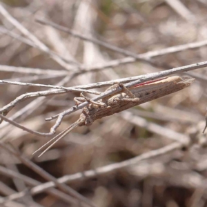 Coryphistes ruricola at O'Connor, ACT - 18 Dec 2022