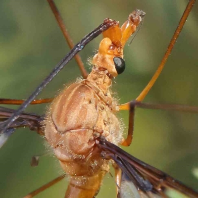 Leptotarsus (Macromastix) costalis (Common Brown Crane Fly) at Dryandra St Woodland - 18 Dec 2022 by ConBoekel