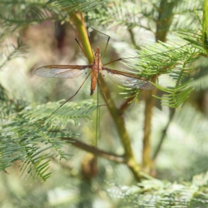 Leptotarsus (Macromastix) costalis at O'Connor, ACT - 18 Dec 2022