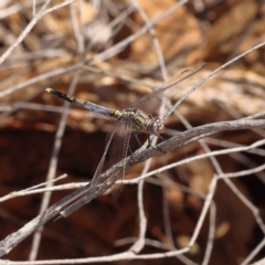 Orthetrum caledonicum (Blue Skimmer) at Dryandra St Woodland - 18 Dec 2022 by ConBoekel