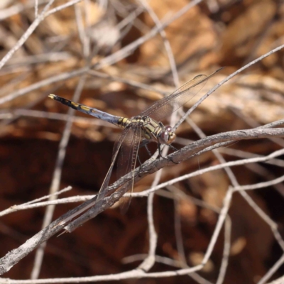 Orthetrum caledonicum (Blue Skimmer) at Dryandra St Woodland - 18 Dec 2022 by ConBoekel