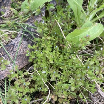 Veronica arvensis (Wall Speedwell) at Scabby Range Nature Reserve - 19 Nov 2022 by MattM