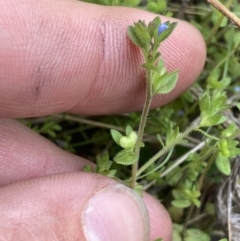 Veronica arvensis at Yaouk, NSW - 19 Nov 2022 03:56 PM